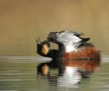 thumb_700_750_4th_place_Geert_Aaldering_Digiscoping_Black_necked_grebe[19]